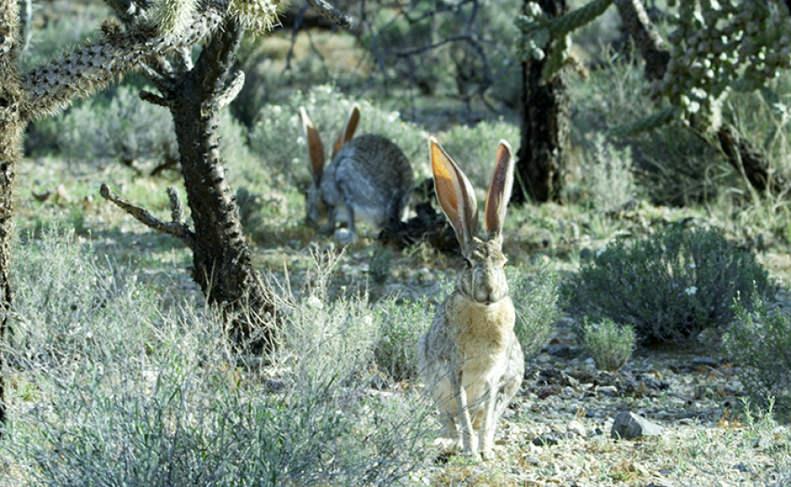 NATURE: Remarkable Rabbits | KPBS Public Media